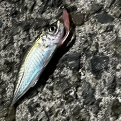 淡路島、爆風アジング