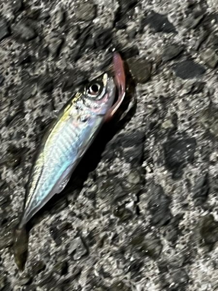 淡路島、爆風アジング