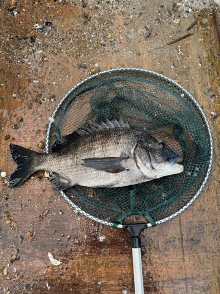 チヌ釣り2