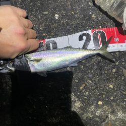 ナイトアジング、メバリング