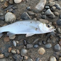 南紀のヒラスズキ