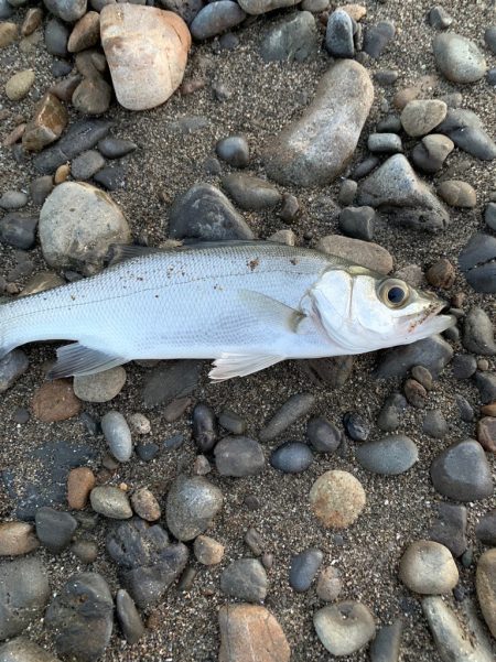 南紀のヒラスズキ