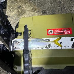 ナイトアジング