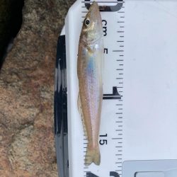 赤灯台〜東二見釣行!