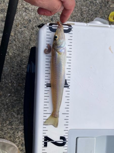 赤灯台〜東二見釣行！