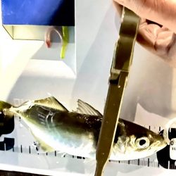 ジグ単de ~アジング♪ マジか?