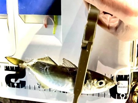 ジグ単de ~アジング♪ マジか?