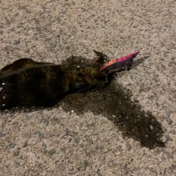 南紀のアオリイカ