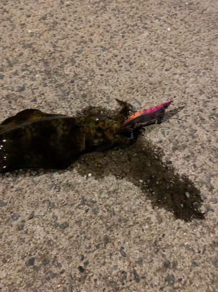 南紀のアオリイカ