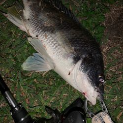 淀川のチニング