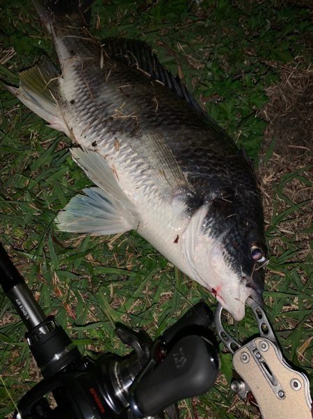 淀川のチニング