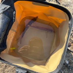 今年初のませ成功!