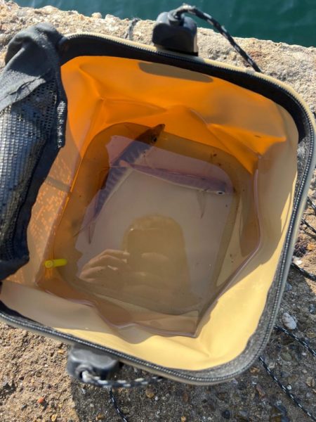 今年初のませ成功!