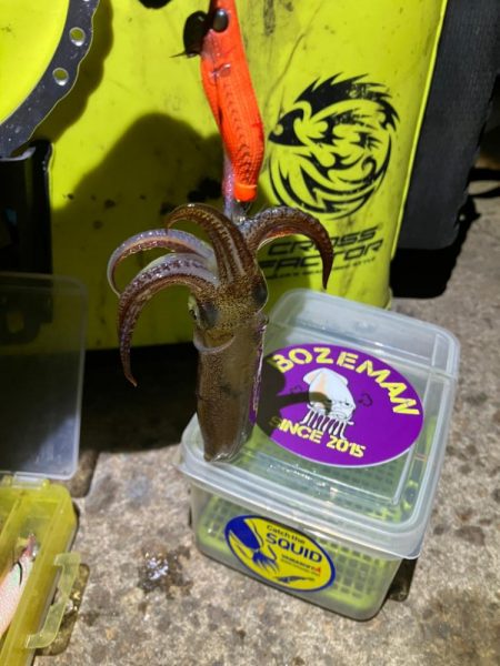 プチ1091ヒイカ釣り(^^)／