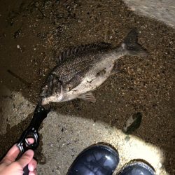 淀川の年無しキビレ