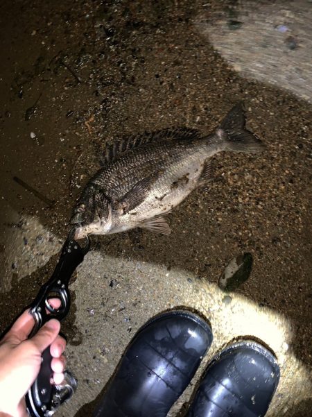 淀川の年無しキビレ