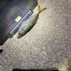 ナイトアジング