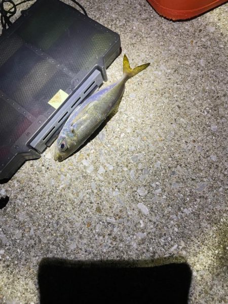 ナイトアジング