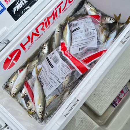 アジ/サビキ釣り