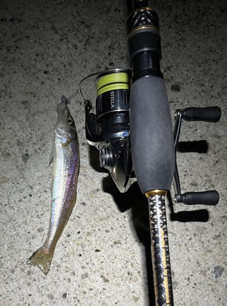 釣り納めアジング🎣