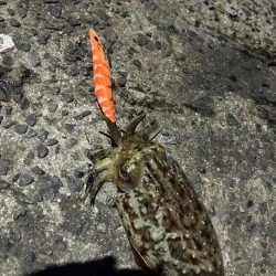 夕まずめから激渋