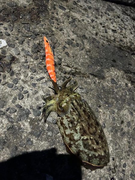 夕まずめから激渋