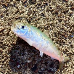 美味しそうなマイワシにゃ！