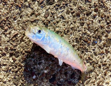 美味しそうなマイワシにゃ！