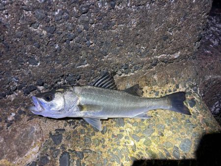 タフコンディションでヒラスズキゲーム