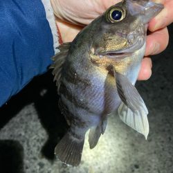 濁りで渋いメバリング