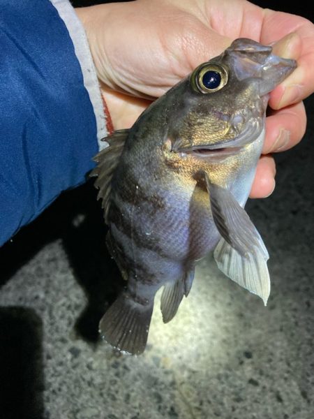 濁りで渋いメバリング