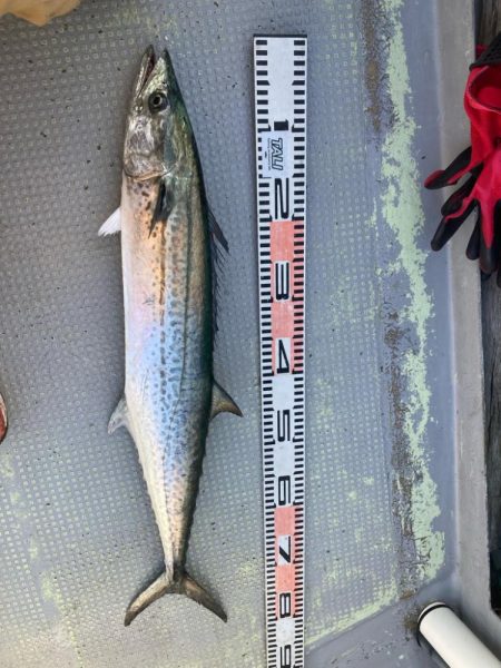 初めてやってみた