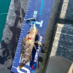 帰省途中の癒し