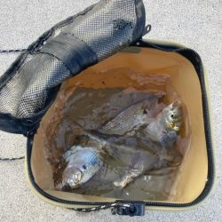 ヒラメ狙いから変更