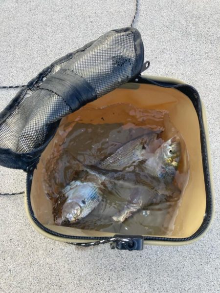 ヒラメ狙いから変更