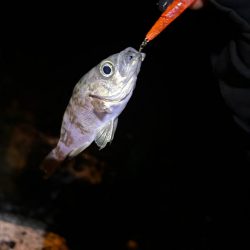 まだまだ釣れる!