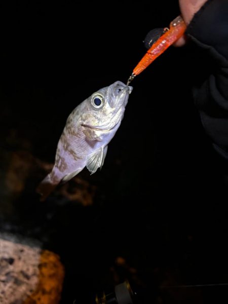 まだまだ釣れる!
