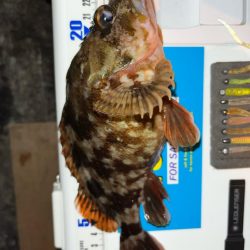 寒波到来?アジング