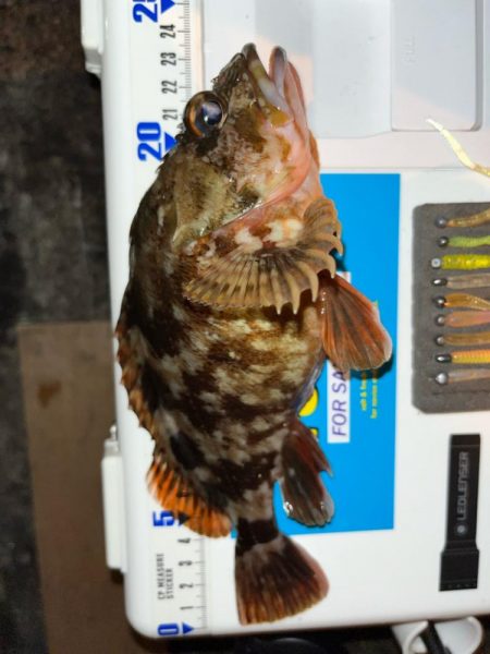 寒波到来?アジング