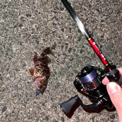 冬のライトゲーム