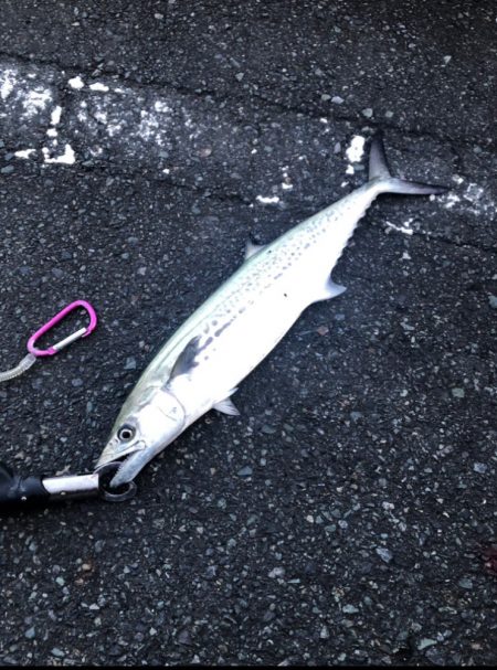 サゴシが食べたくて 2日目