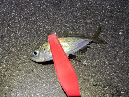 鯵を探して三千里 Vol.81