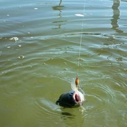 かめプーにて釣り納め