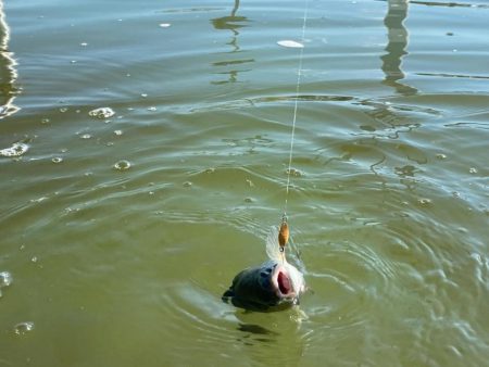 かめプーにて釣り納め