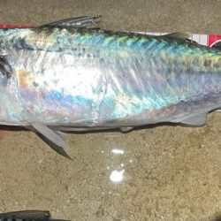 ナイトアジング