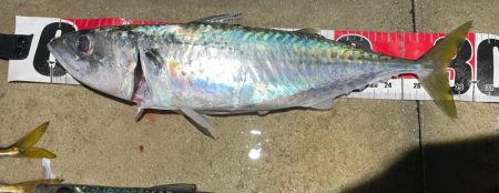 ナイトアジング