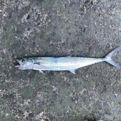 ライトタックルで鯛など