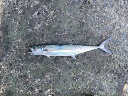 ライトタックルで鯛など