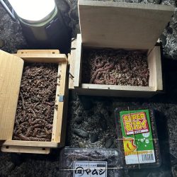 年末、釣り納め、クリスマスカレイ狙い