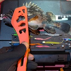 昨晩のヤツ！？